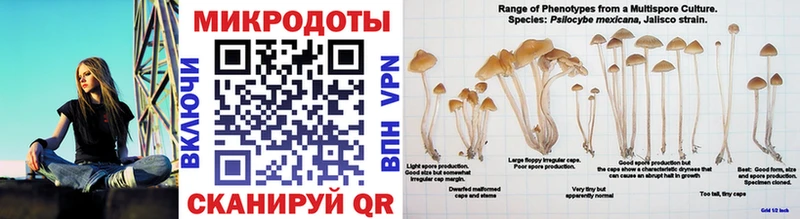Галлюциногенные грибы Cubensis  Можга 